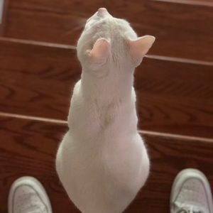 Meet your Posher, Taira